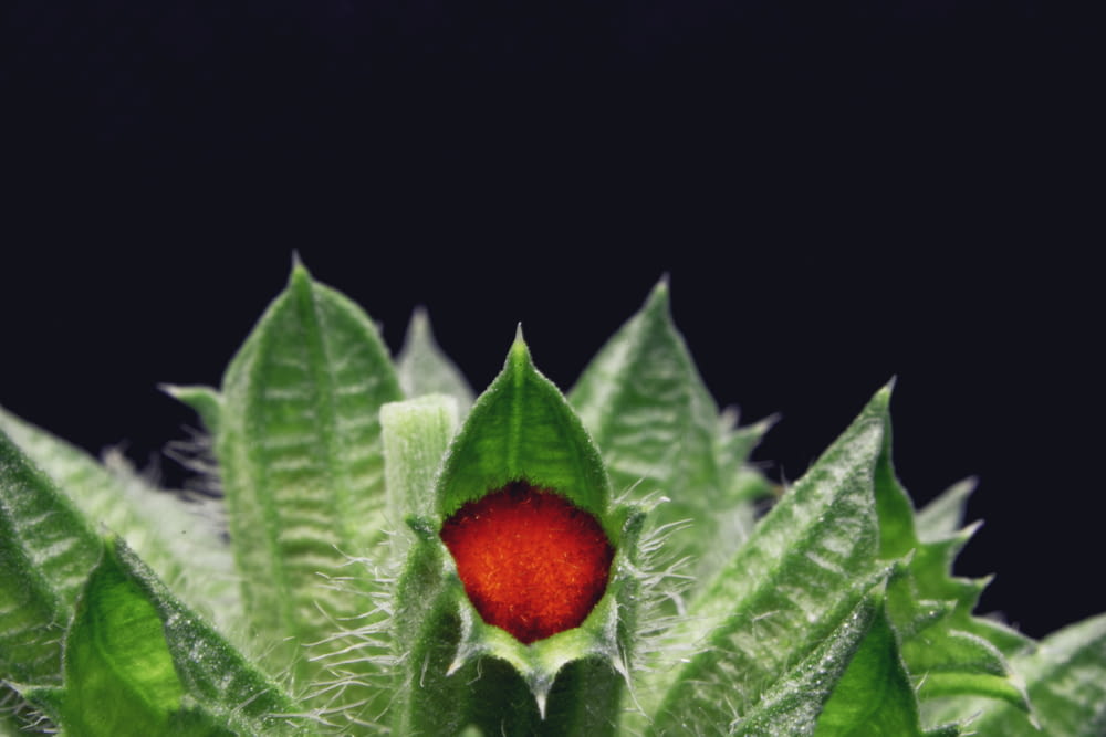 red flower bud in close up photography