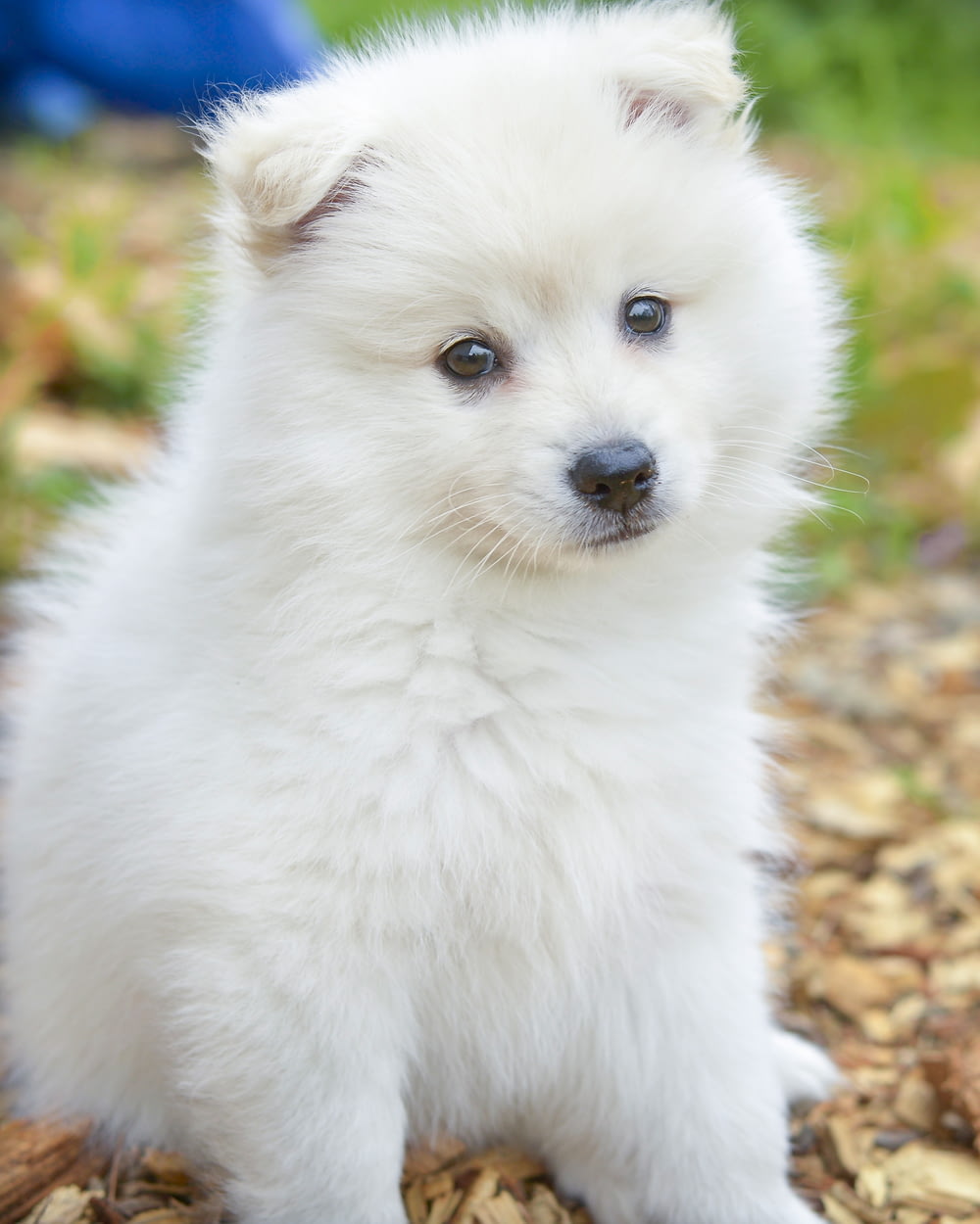 Cachorro de Pomerania blanca sobre hojas marrones