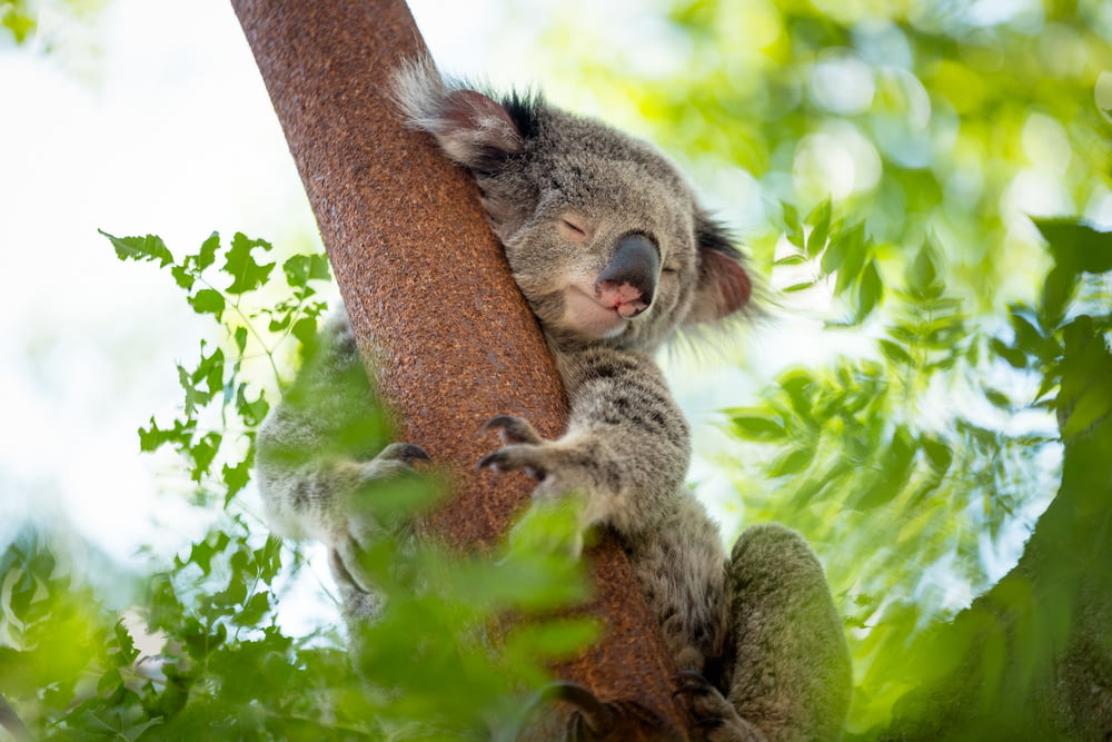 koala orso sull'albero durante il giorno