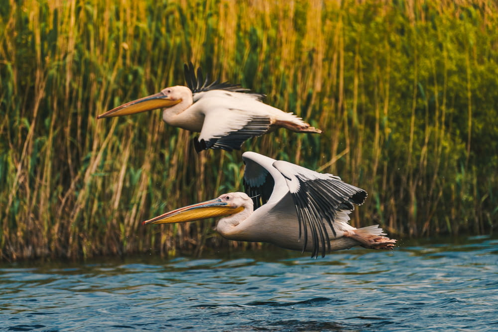 pelicano branco na água durante o dia