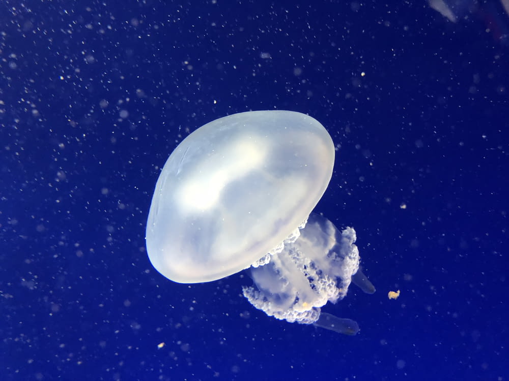 white jelly fish on blue water