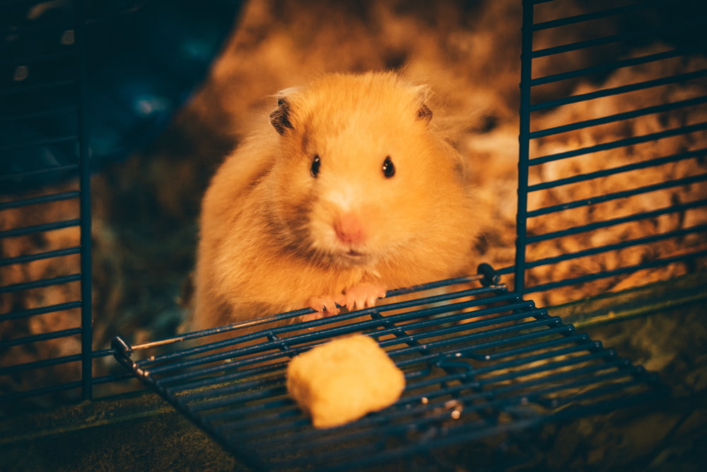 yellow hamster on blue cage