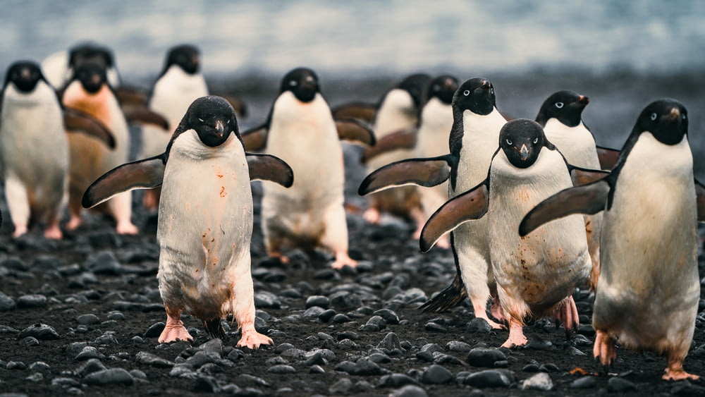 penguins on black sand during daytime