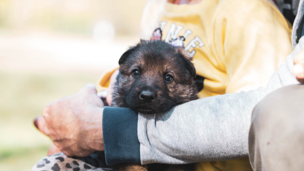 person in yellow shirt holding black and brown short coated puppy