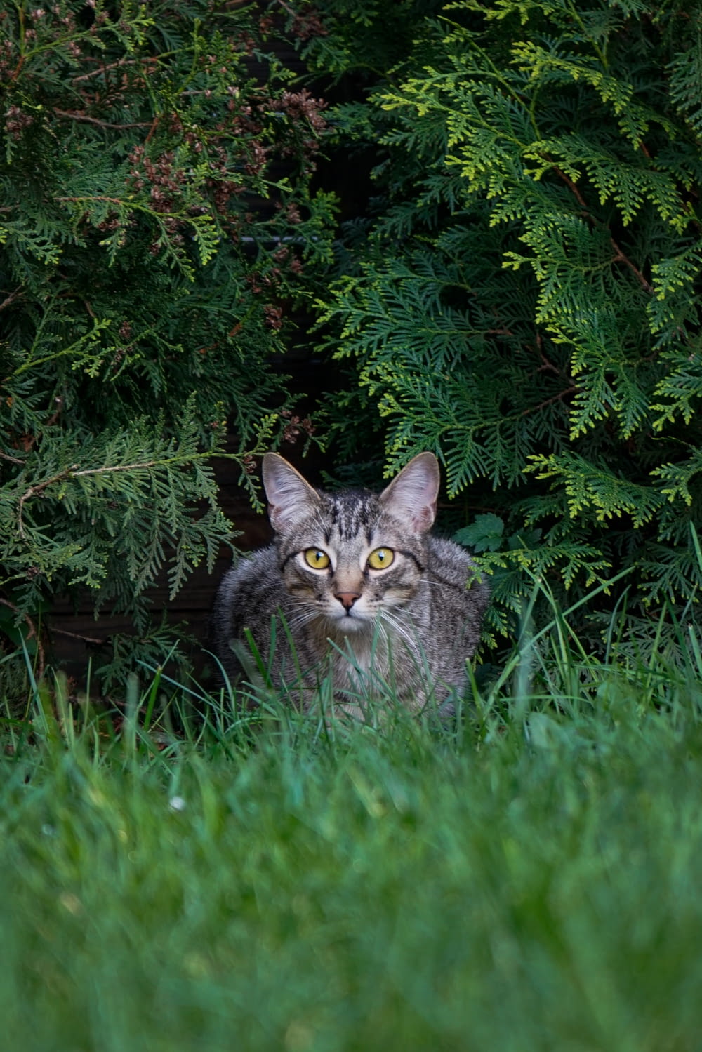 Silberne Tabby-Katze auf grünem Grasfeld