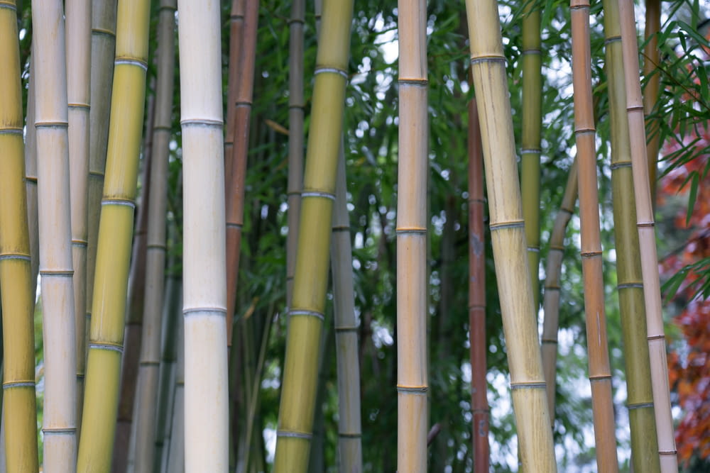 brown bamboo sticks during daytime