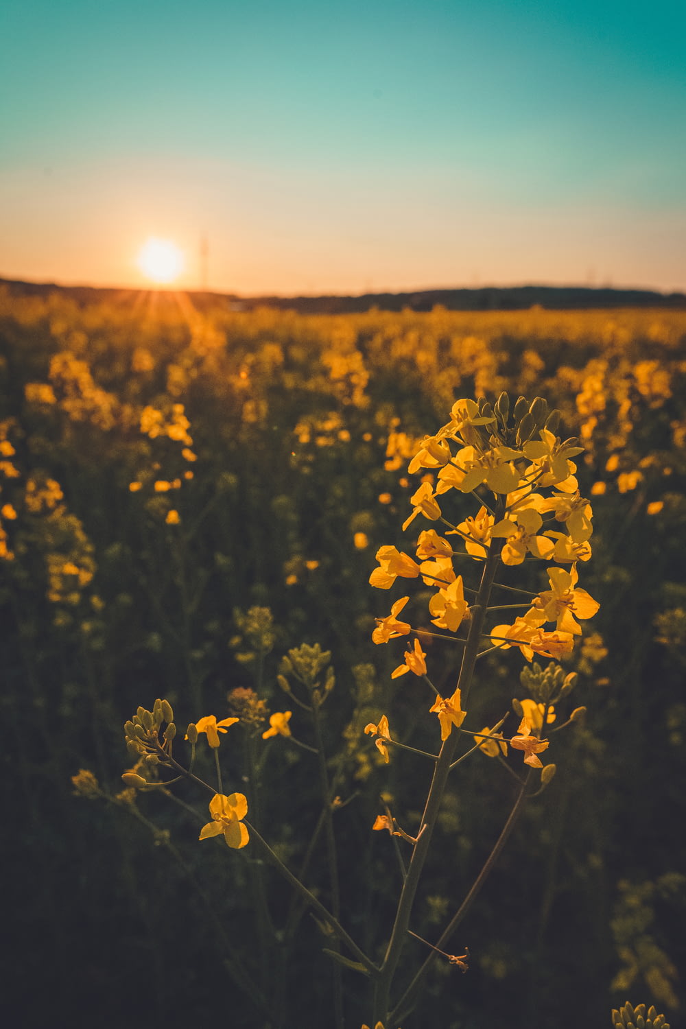 Gelbes Blumenfeld bei Sonnenuntergang