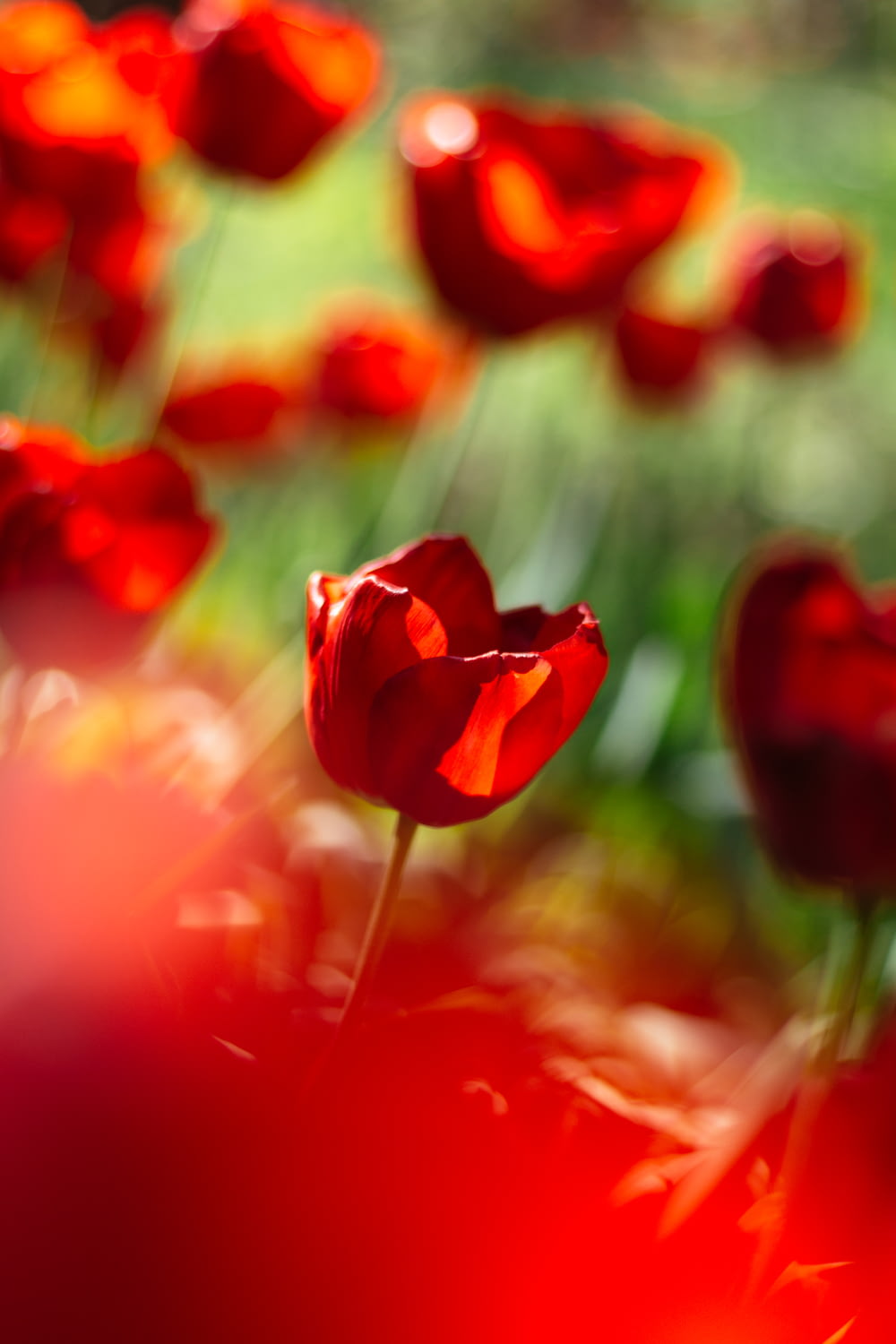 tulipano rosso in fiore durante il giorno