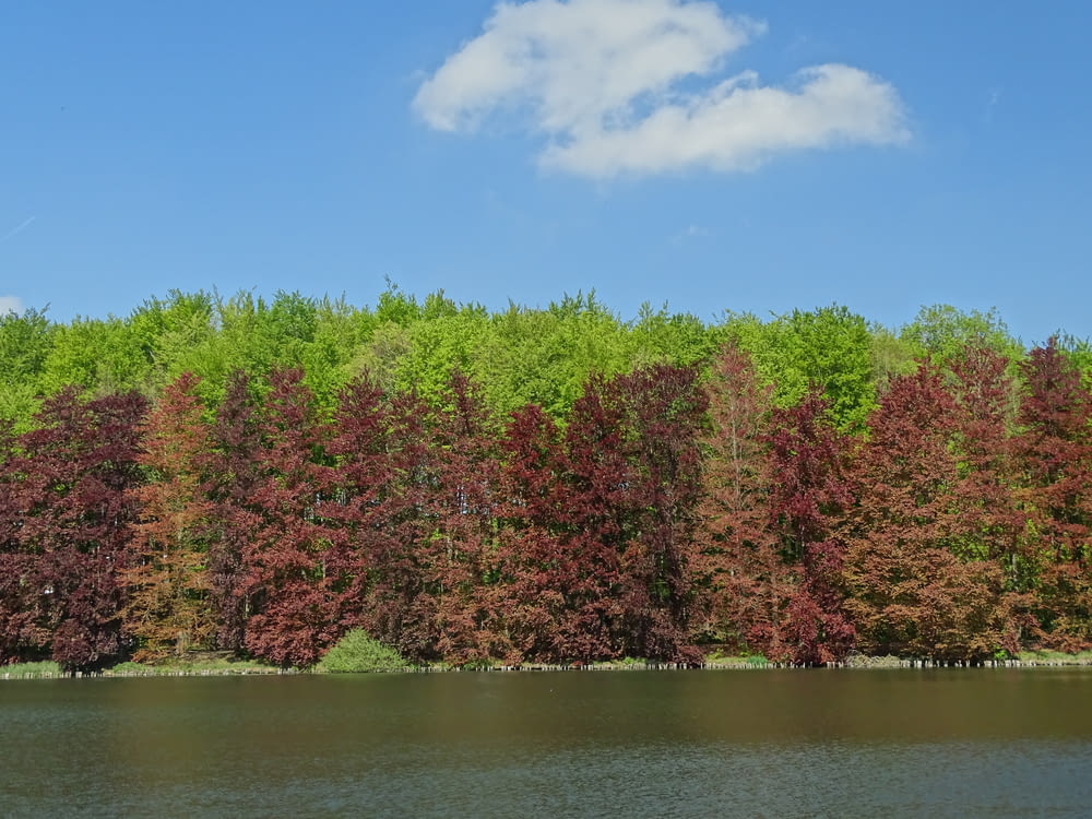 green and red trees beside river under blue sky during daytime