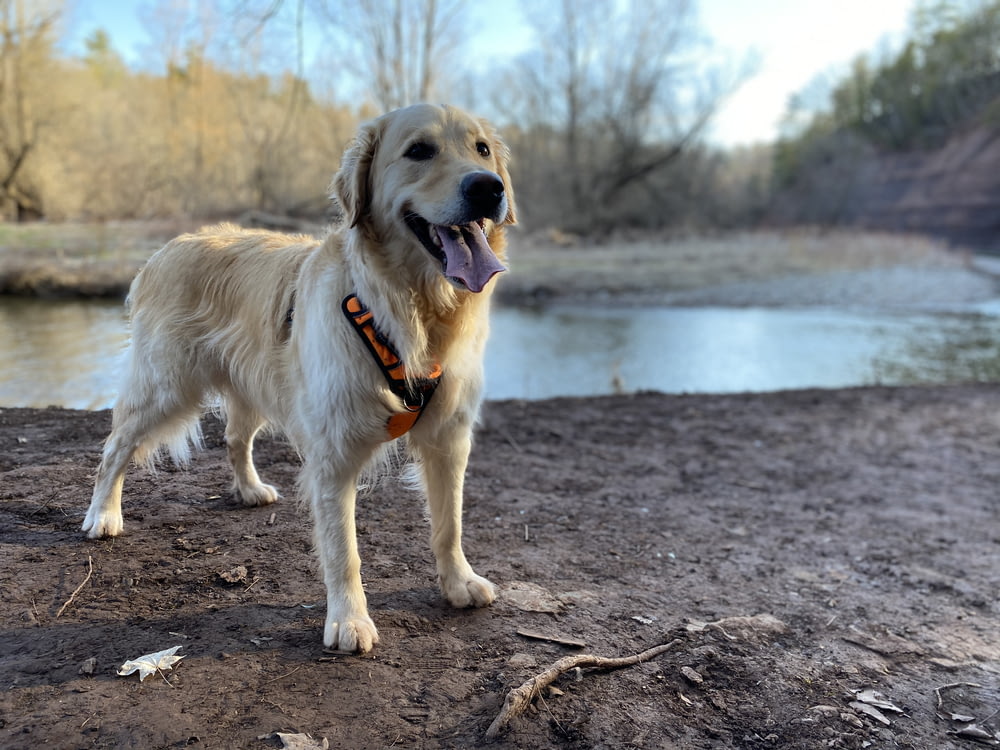 golden retriever on brown dirt near body of water during daytime