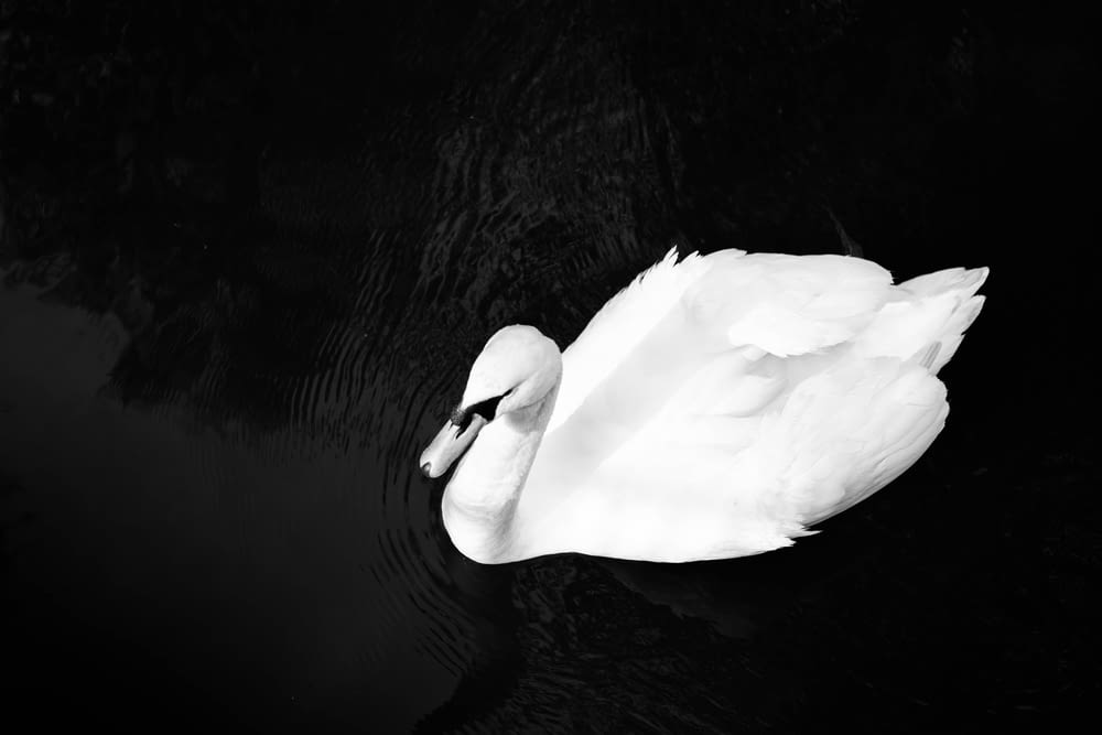 white swan on water in grayscale photography