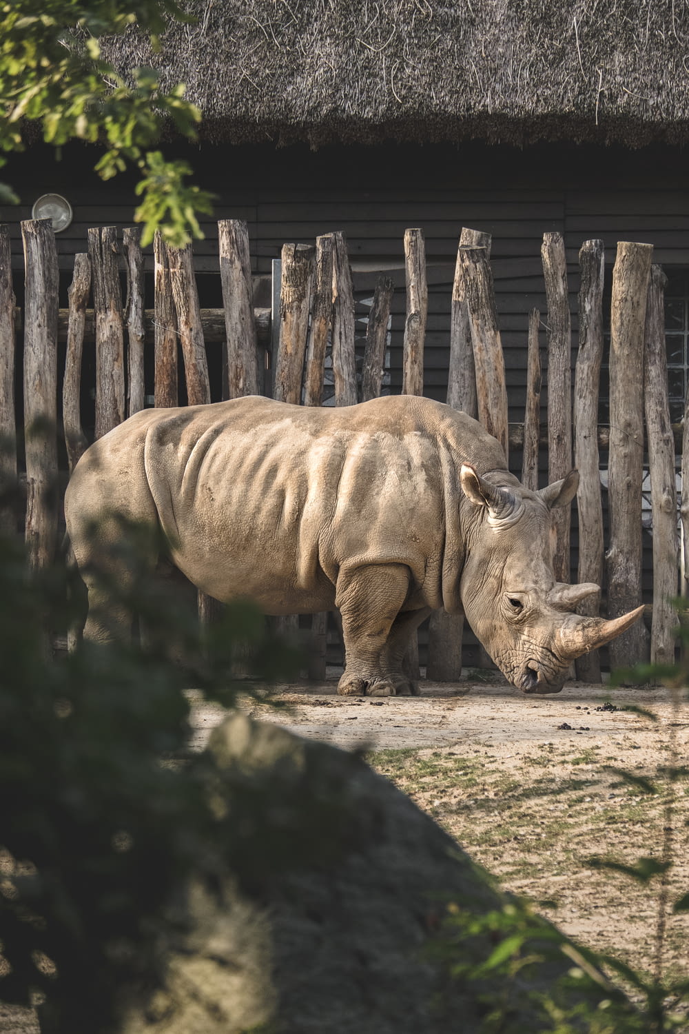 rinoceronte marrone su campo marrone durante il giorno