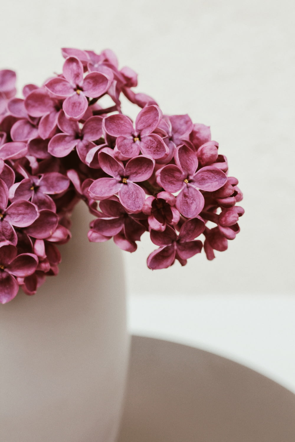 purple flowers in white ceramic vase