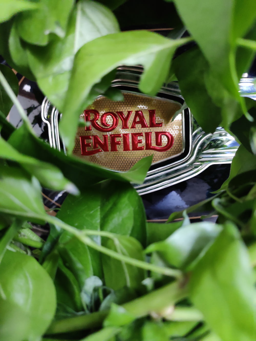 Un logotipo de Royal Enfield se ve a través de las hojas de una planta