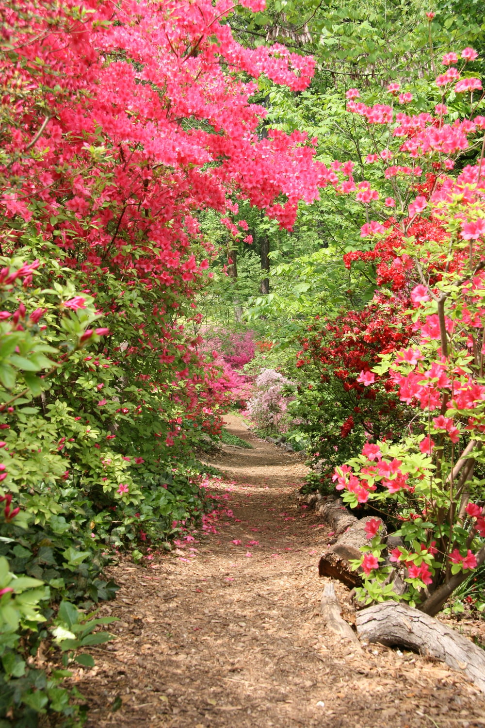 a dirt path surrounded by trees and flowers