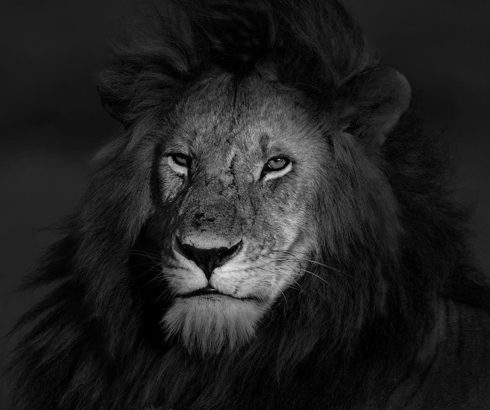 grayscale photo of lion face