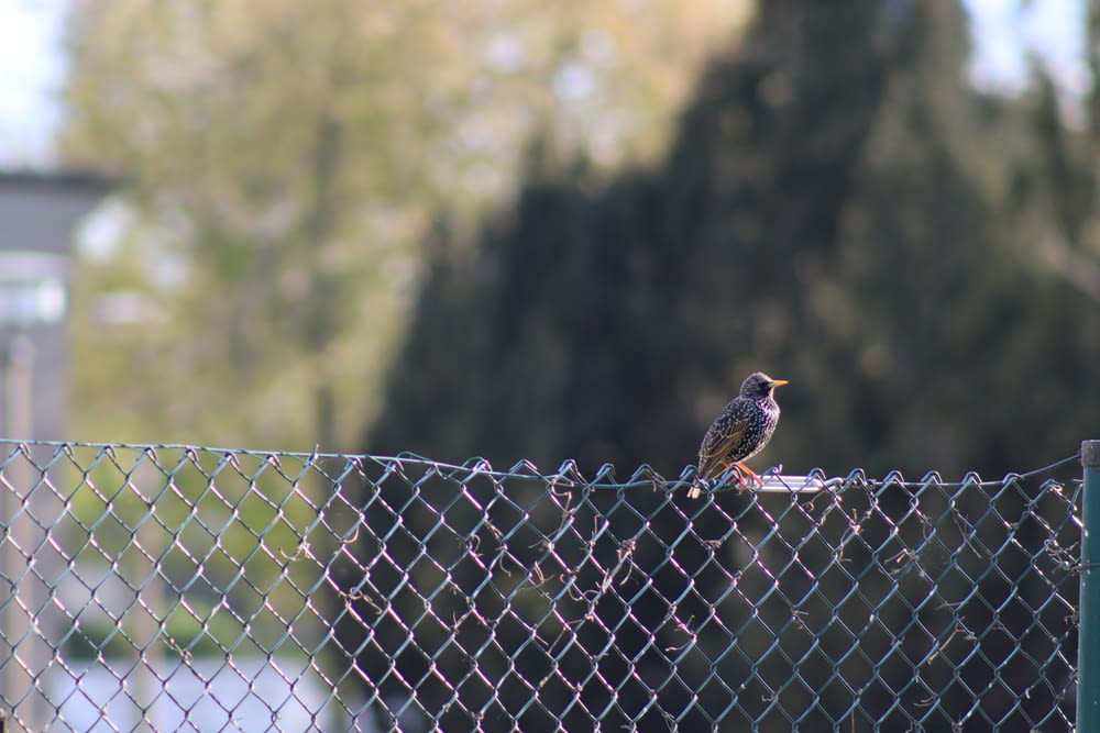 brown bird on black metal fence during daytime