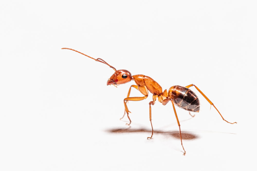 hormiga marrón sobre superficie blanca