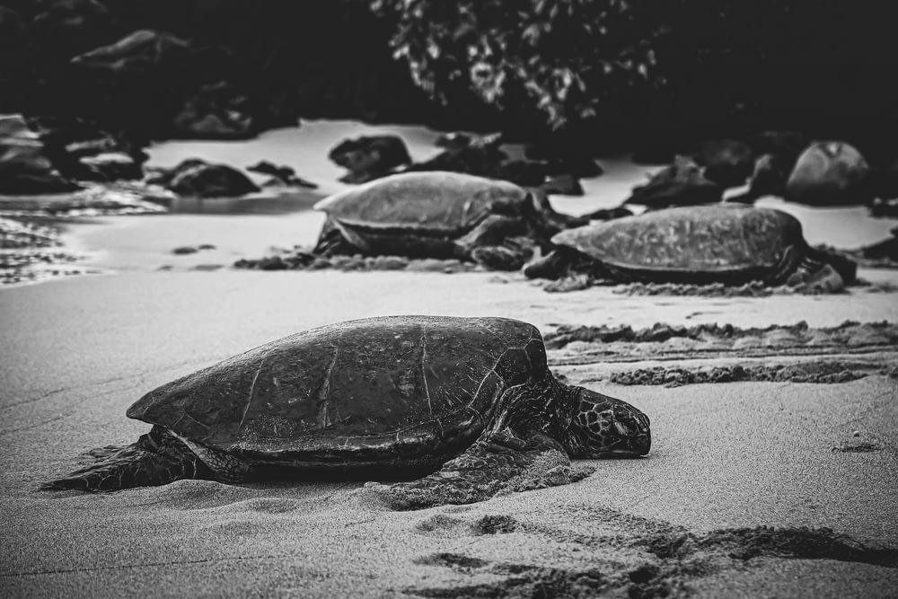 black turtle on white sand during daytime