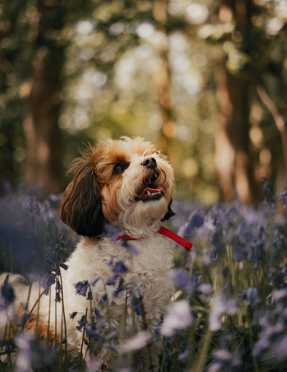Petit chien à poil long blanc et brun sur le champ de fleurs violettes pendant la journée