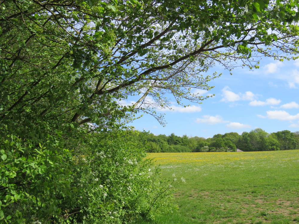 Grünes Grasfeld mit grünen Bäumen unter blauem Himmel tagsüber