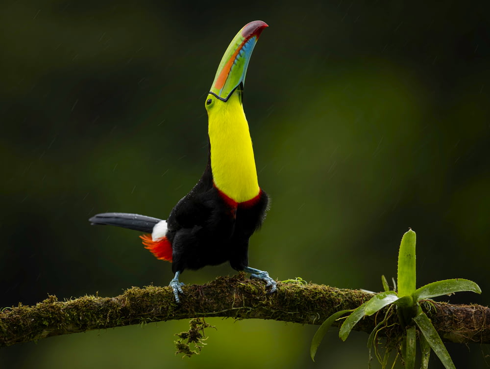 black yellow and red bird on brown tree branch