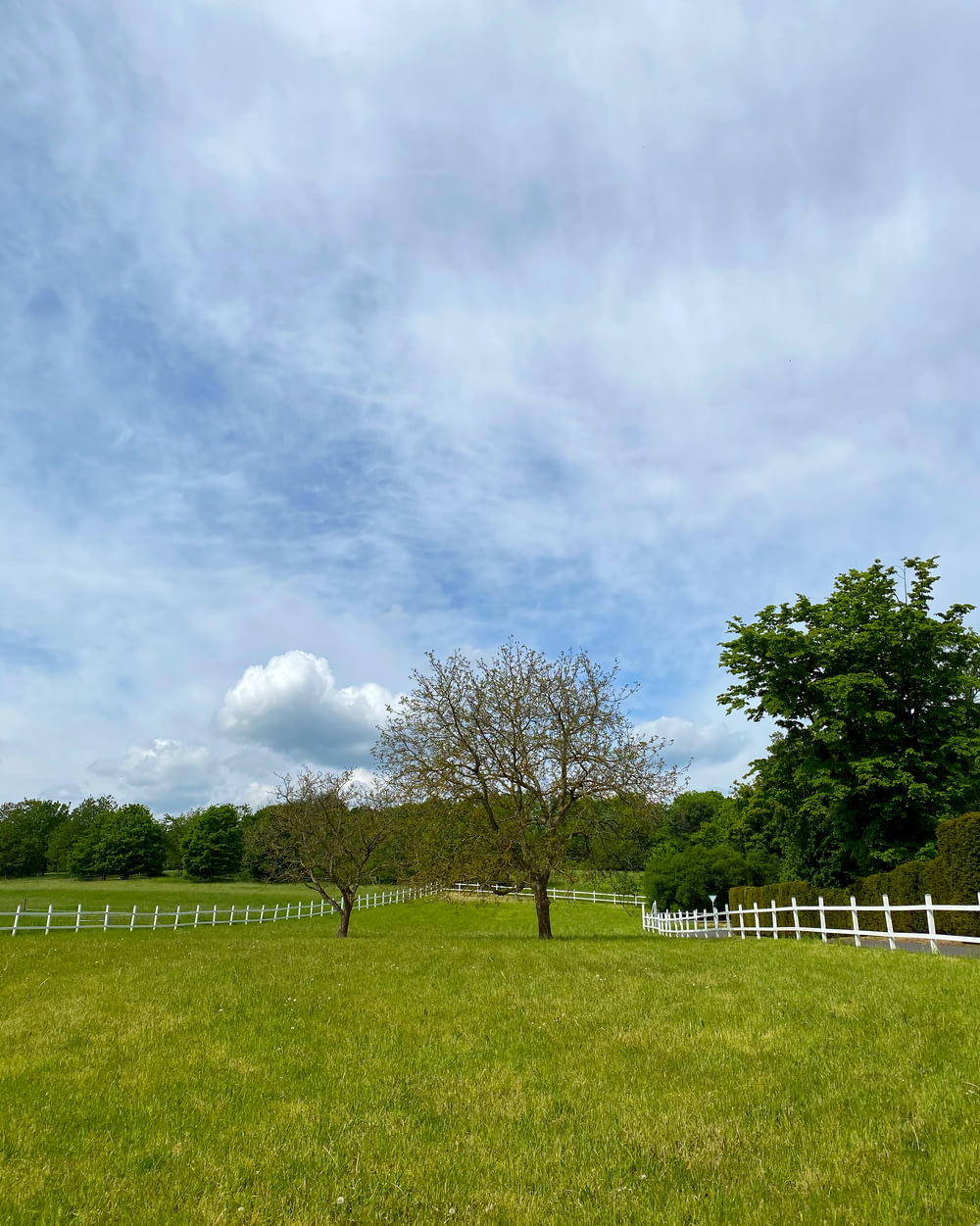 Campo di erba verde con alberi sotto nuvole bianche e cielo blu durante il giorno