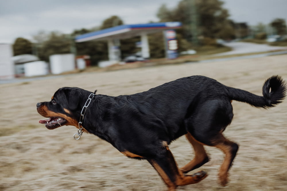 black and tan rottweiler running on brown field during daytime