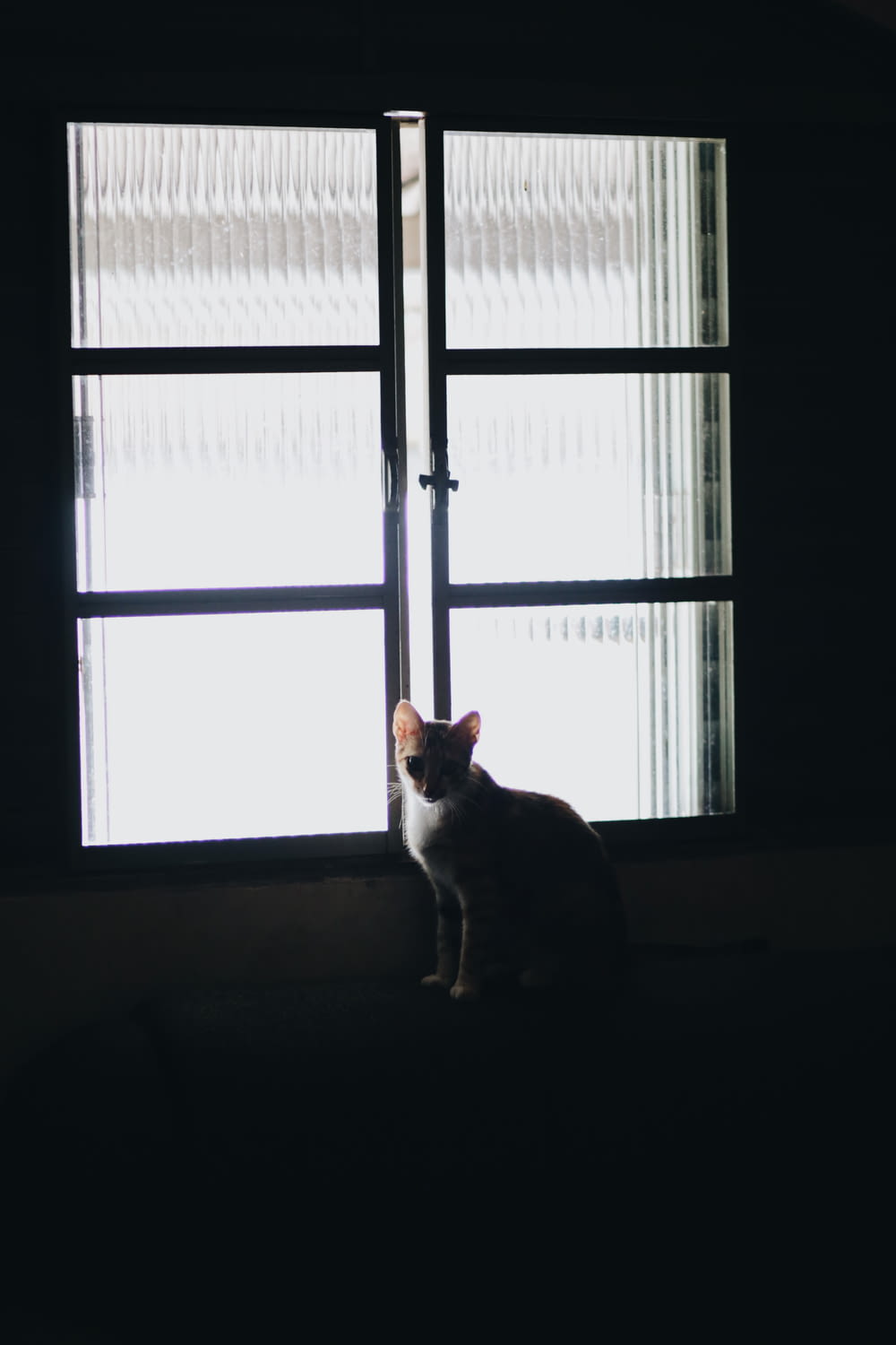 weiße und braune Katze sitzt am Fenster