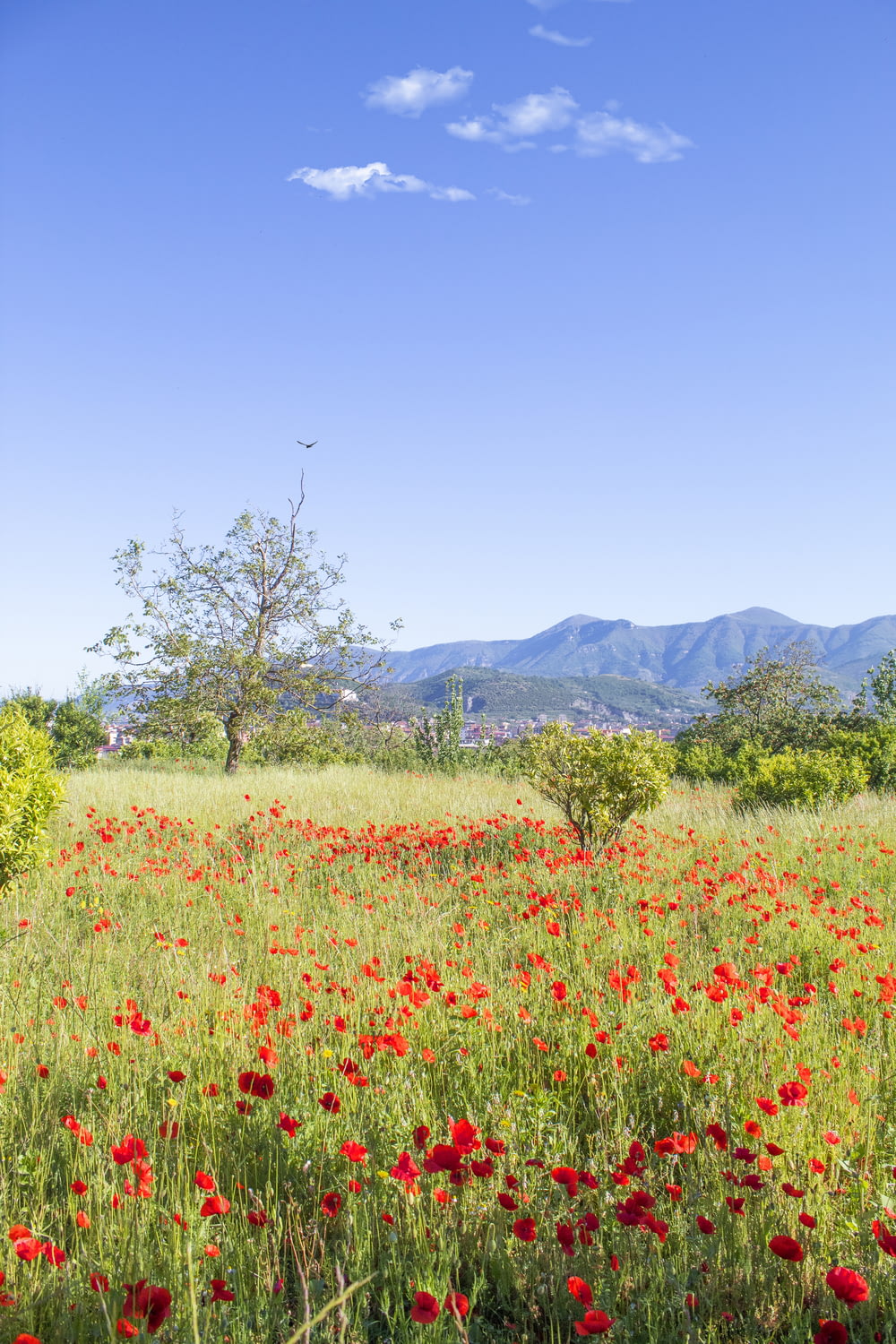 red flower field near green trees and mountain during daytime