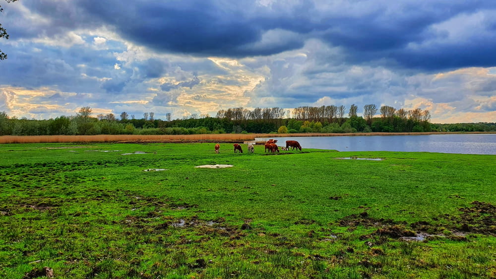 horses on green grass field near lake under cloudy sky during daytime