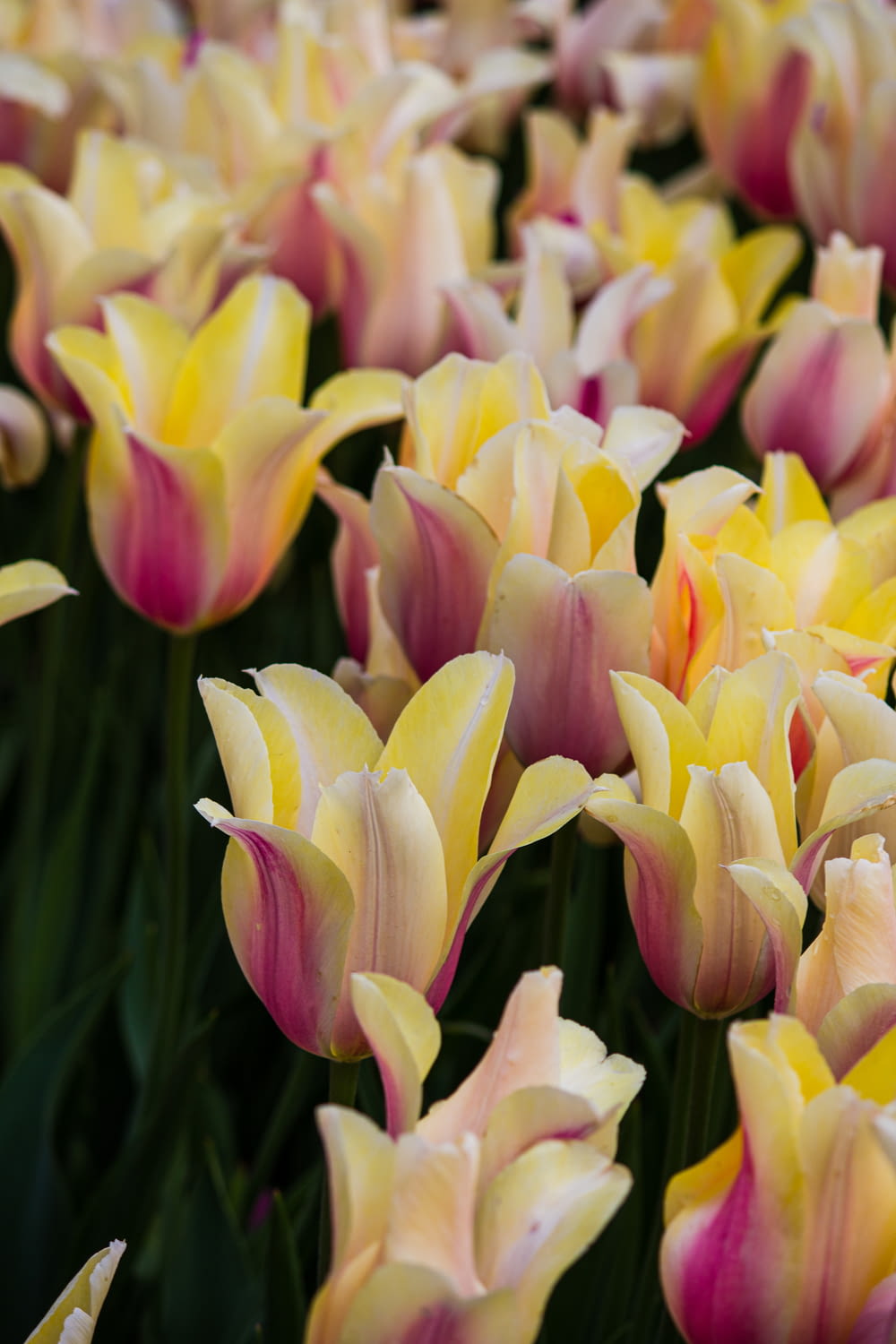 Tulipanes rosas y amarillos en flor durante el día
