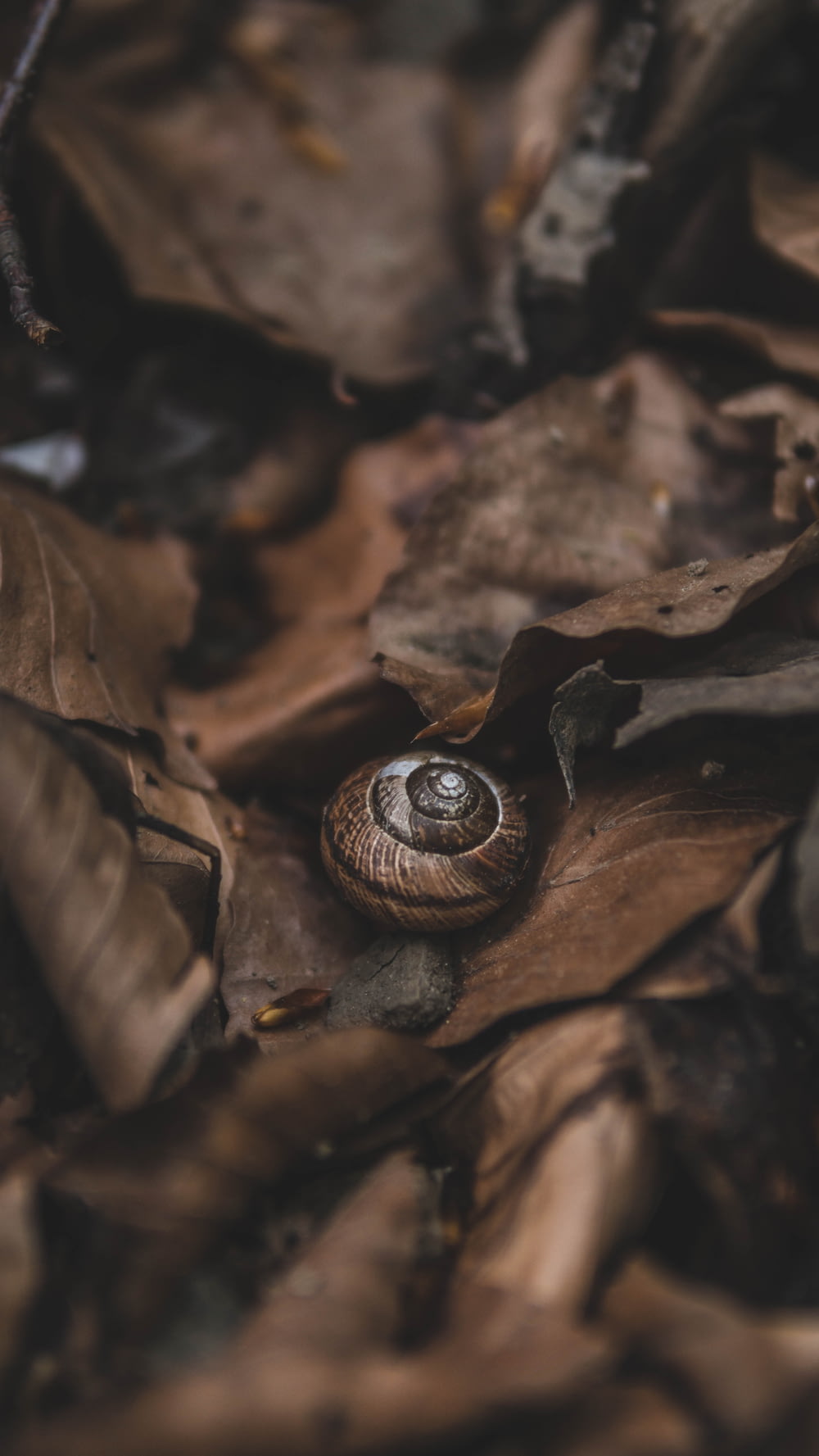 brown snail on brown dried leaves