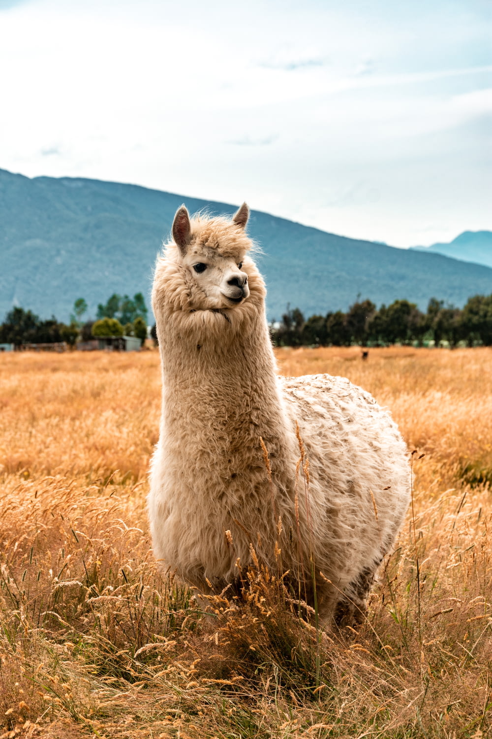 white llama on brown grass field during daytime
