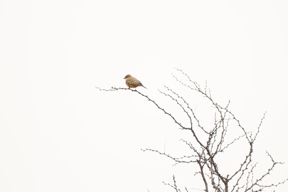 pájaro marrón volando sobre un árbol desnudo durante el día