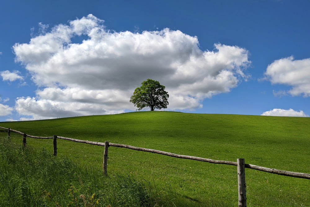 green grass field with tree under white clouds and blue sky during daytime