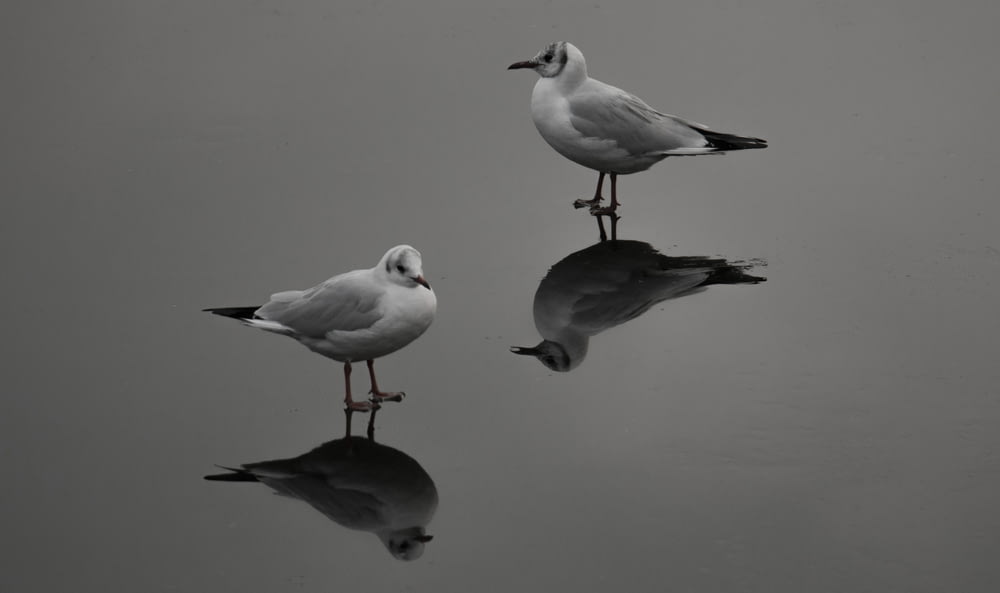two white and gray birds on water
