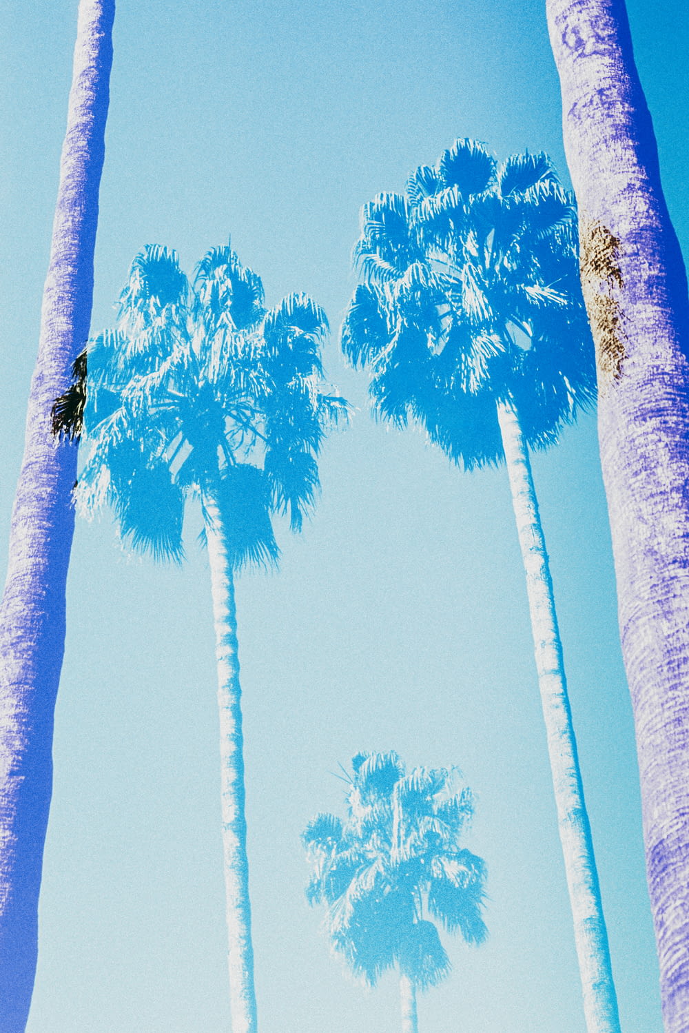 low angle photography of green palm trees under blue sky during daytime