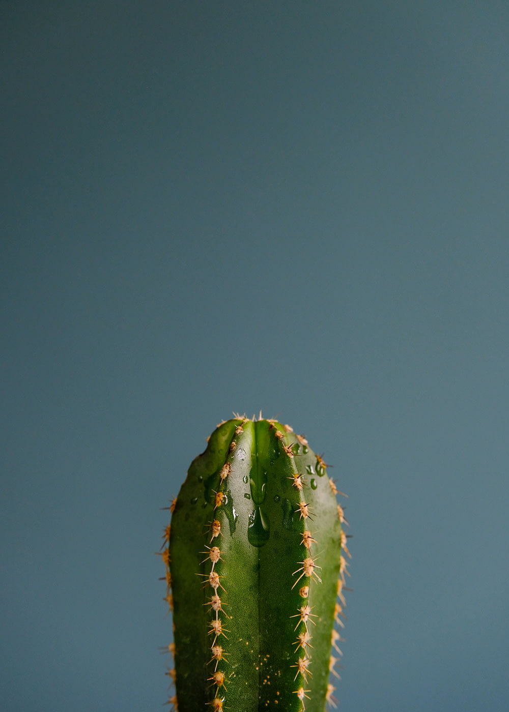 green cactus plant in close up photography