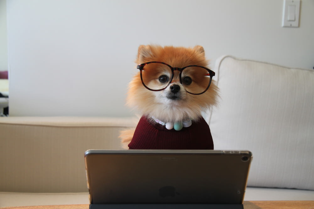 Cachorro de Pomerania marrón y blanco en MacBook