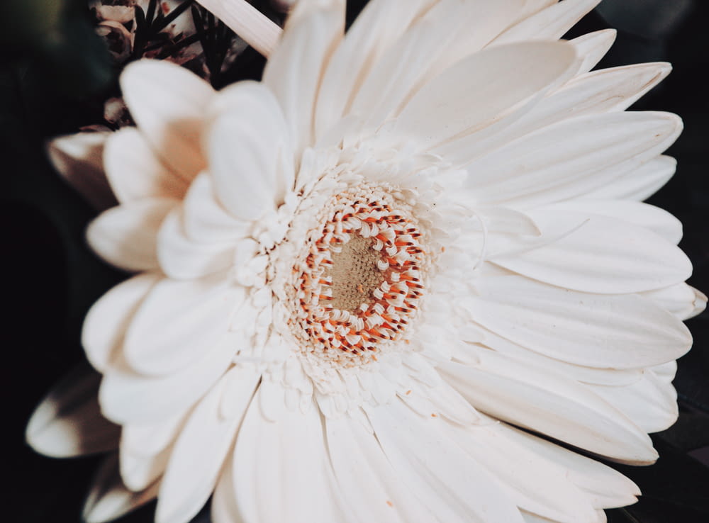 fiore bianco e rosso nella fotografia ravvicinata