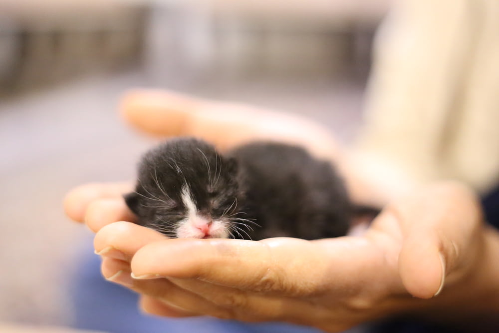 black and white short fur kitten on persons hand