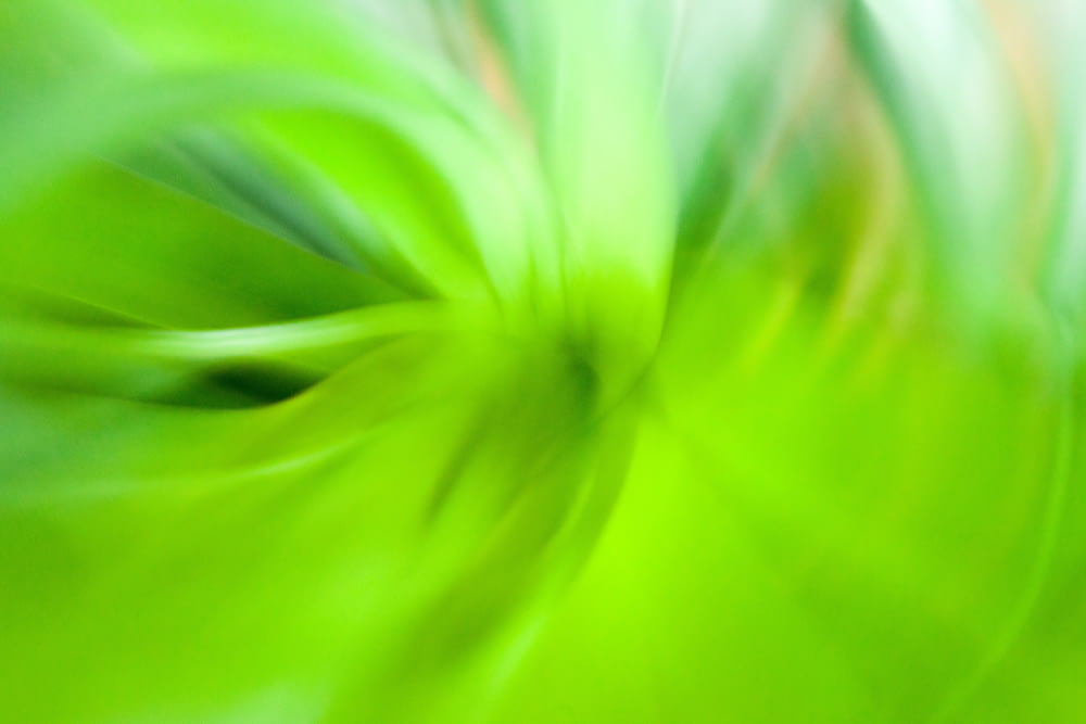 green flower in macro lens