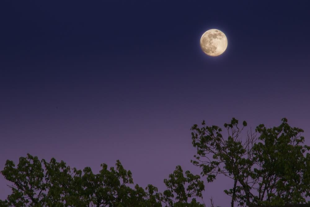 a full moon is seen above some trees