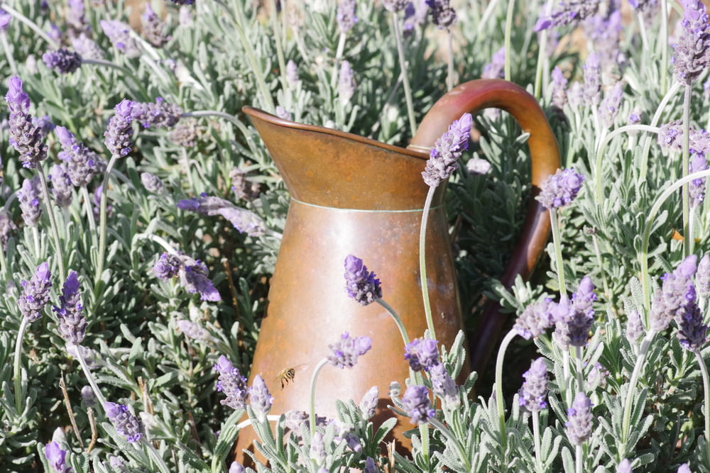 brown ceramic pitcher on purple flower