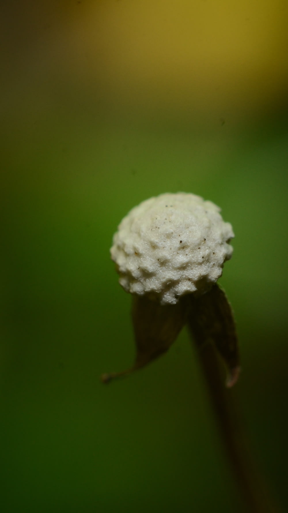 fleur ronde blanche en gros plan