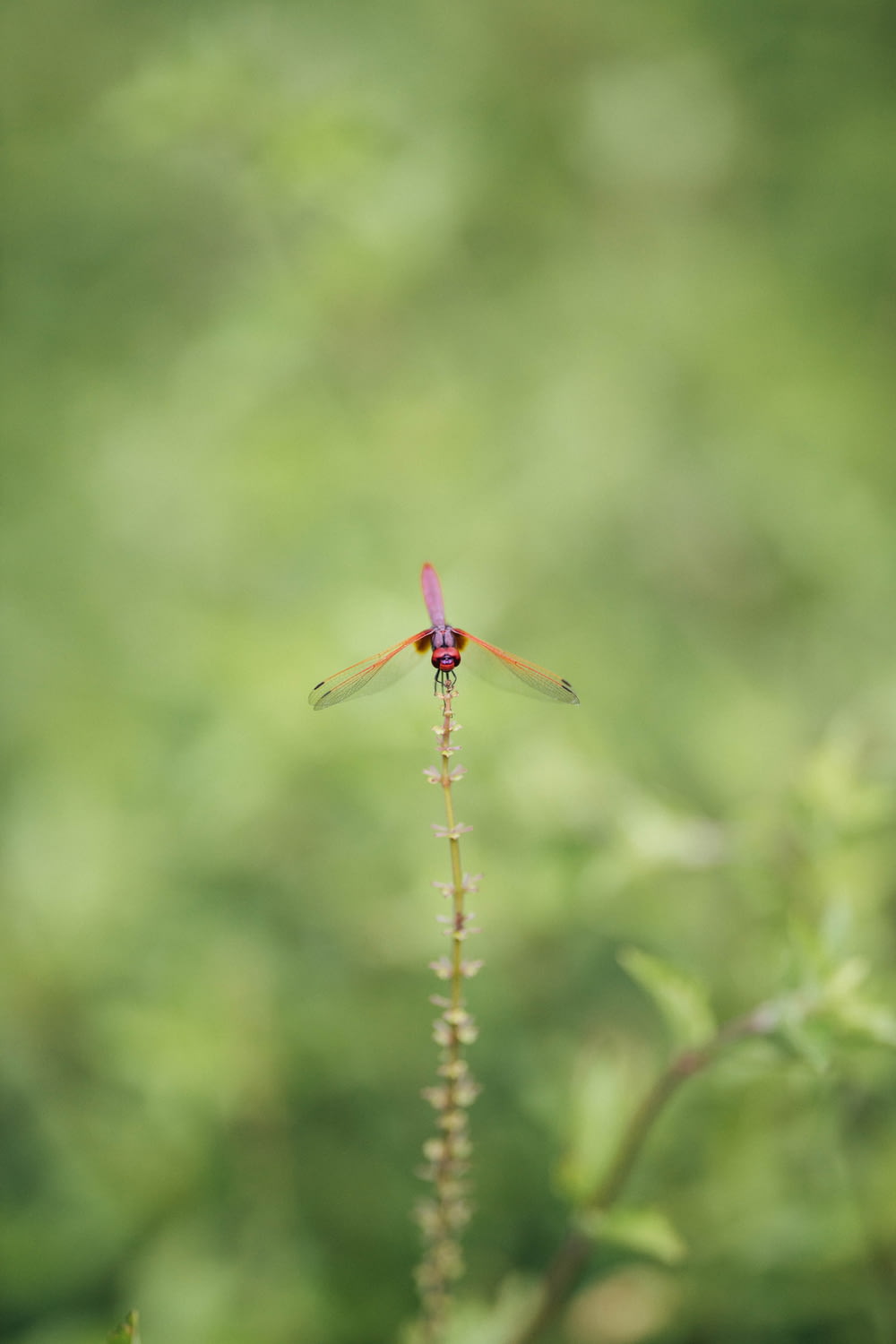 red dragonfly perched on green grass in close up photography during daytime