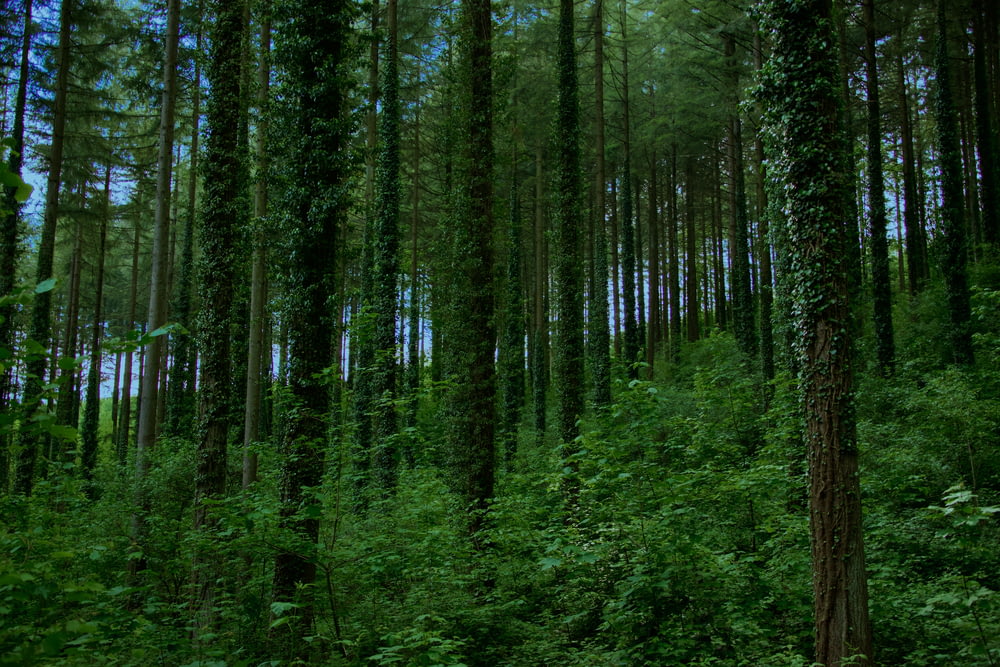 green trees in forest during daytime
