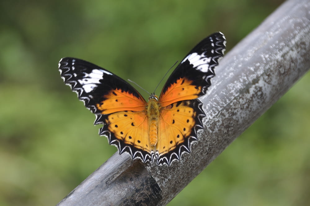 a close up of a butterfly on a branch