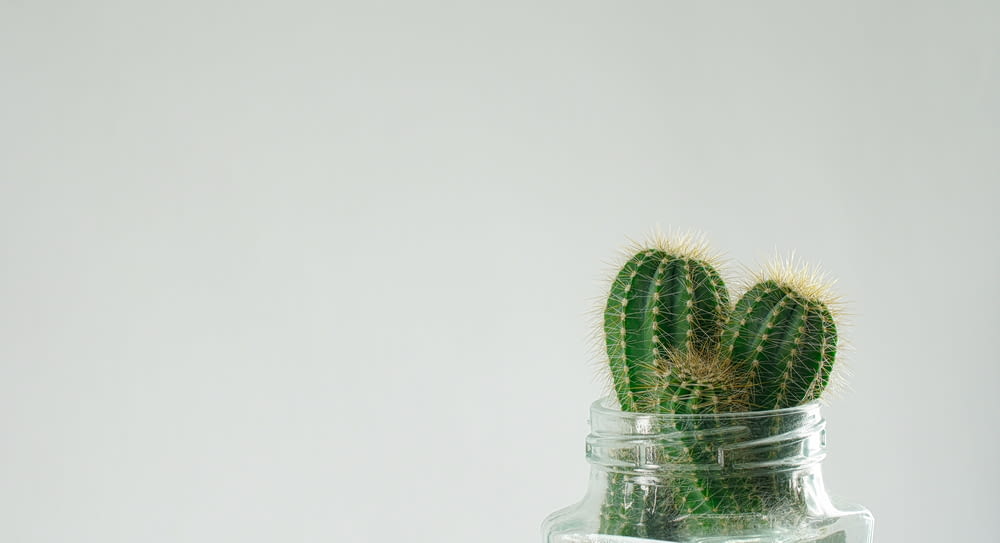 green cactus in clear glass jar